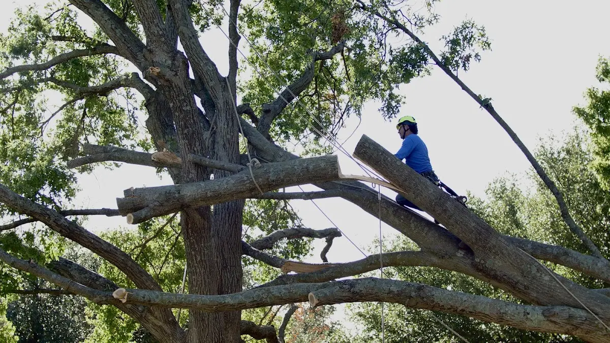 Professional Crown Thinning performed by certified arborists in Homer